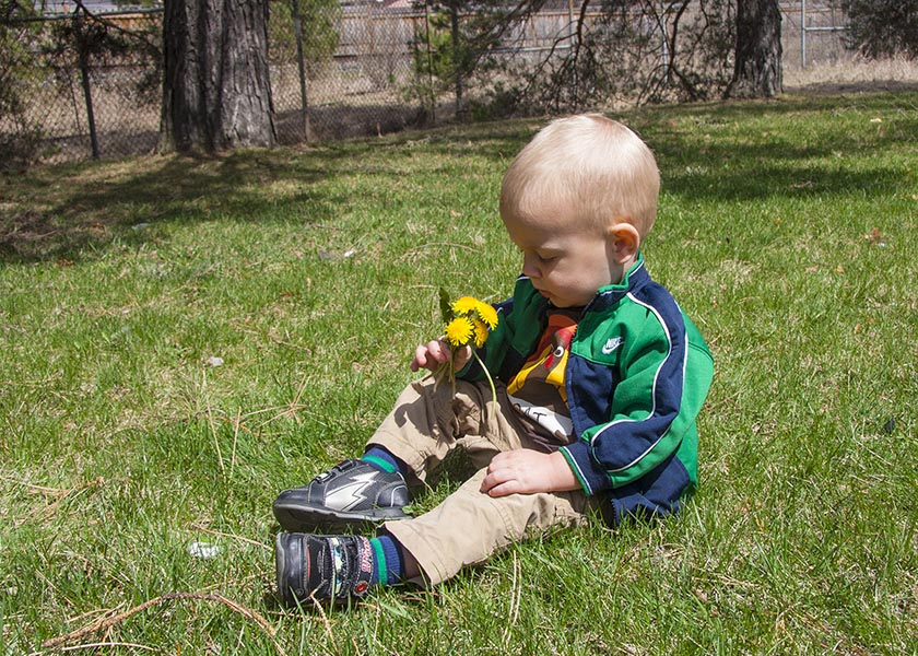 Elliot and the Dandelions